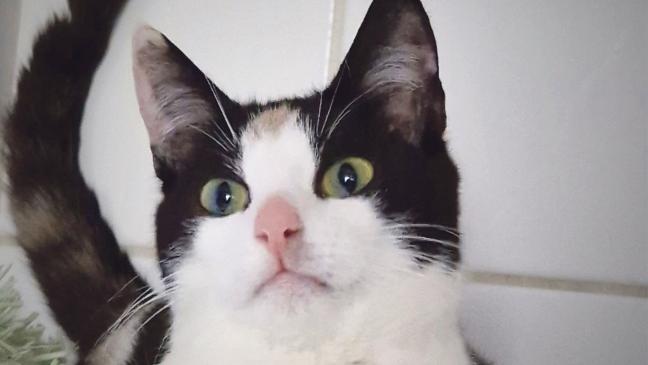 Katze »Lucy« ist einfach nur lieb