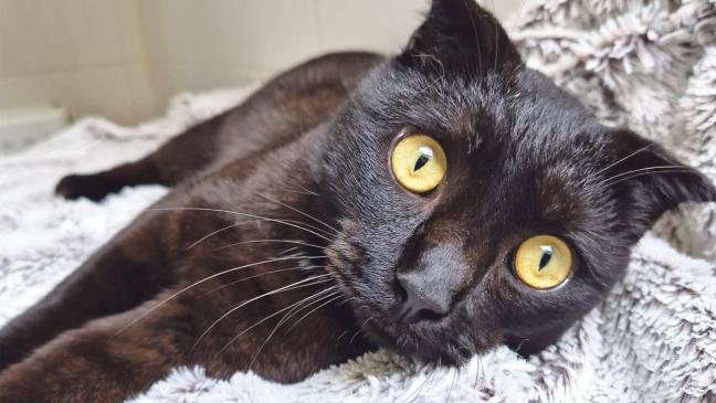 Eine Katze mit gefalteten Ohren