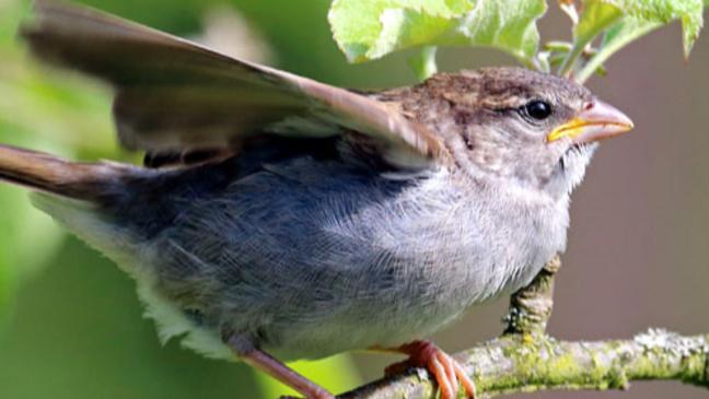 Bis zu einem Viertel weniger Vögel beobachtet