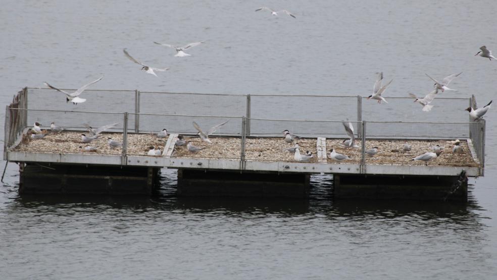 Flussseeschwlben und Lachmöwen auf dem Floß im Wymeerer Kolk. © Ratering