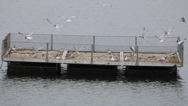 Teetrinken mit den Flussseeschwalben
