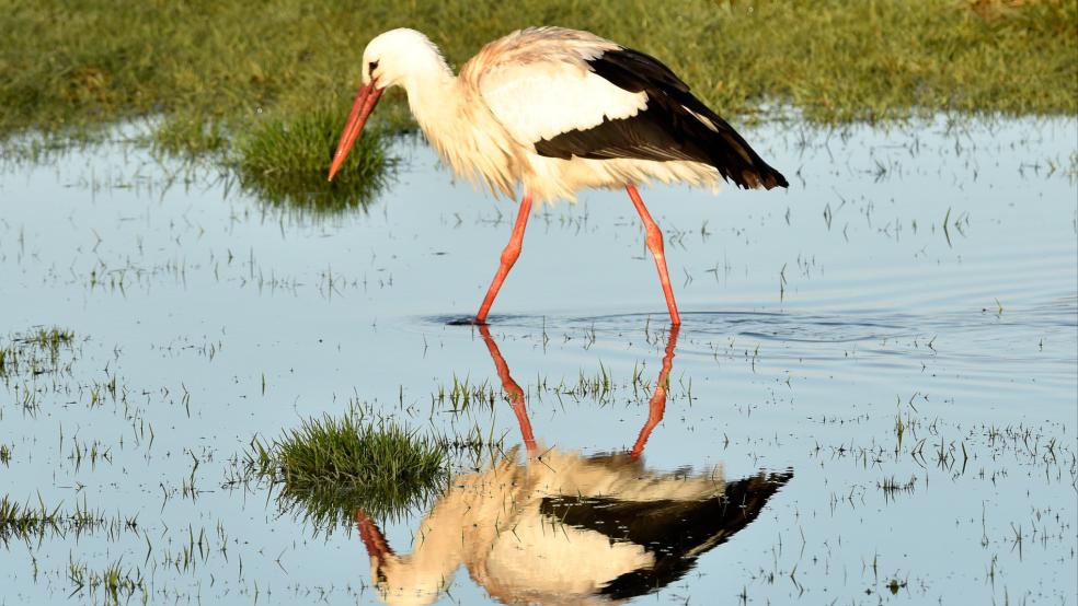Der Bestand an Weißstörchen nimmt in Ostfriesland immer mehr zu, das ergaben laut NABU auch Beobachtungen bei der "Stunde der Gartenvögel". © NABU/Erwin Bette