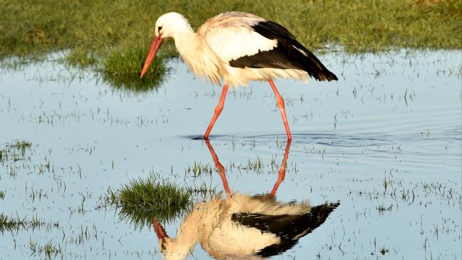 Immer mehr Störche und Austernfischer in Ostfriesland