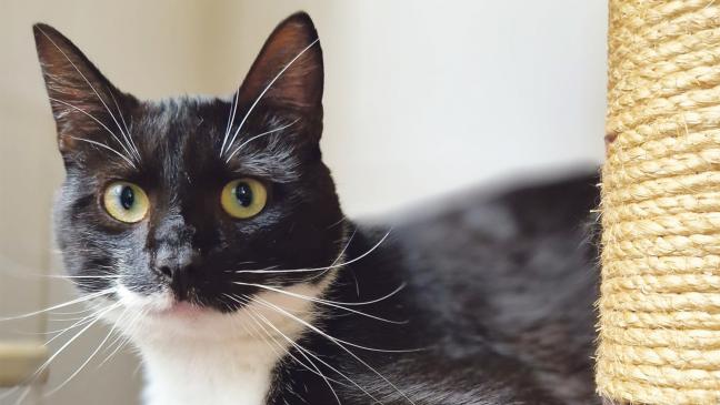 »Hardy« ist sehr verspielt