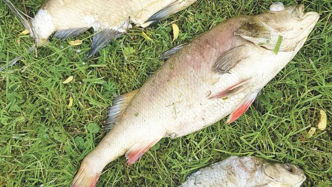 Tote Fische im Hafen von Weener