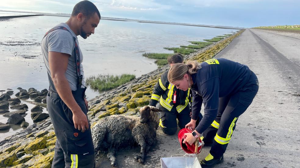 Die Feuerwehr rettete das Schaf aus dem Watt, das bis zum Bauch feststeckte. © Feuerwehr Norden