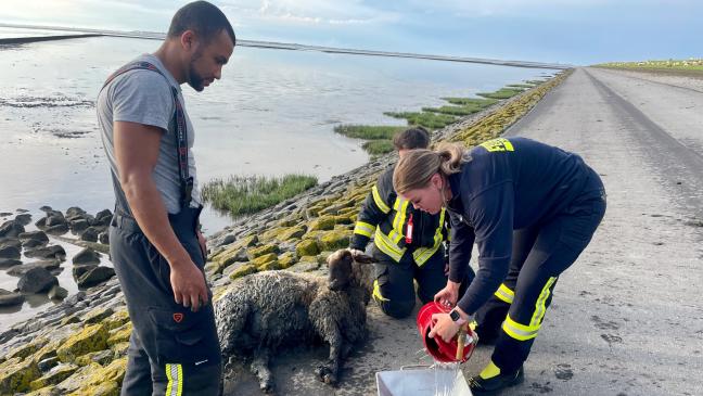 Feuerwehr rettet Schaf aus Watt