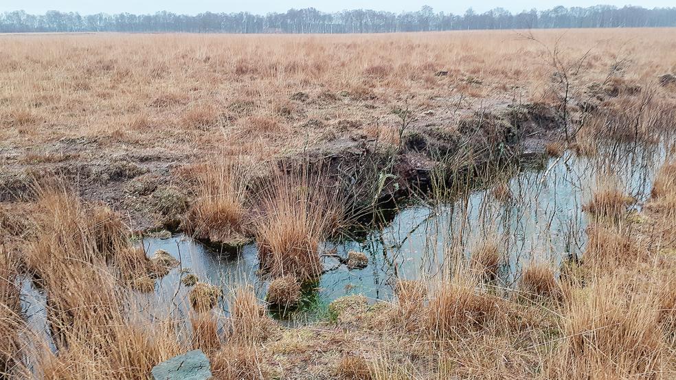 Die Moorflächen bei Wymeer stehen im Vergleich ganz gut da.  © Archivfoto: Berents