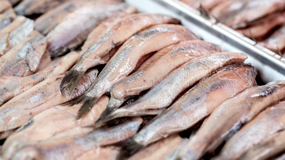 Der Matjes, der bei dem Volksfest in Emden angeboten und verspeist wird, wurde zuvor bei einem Testessen mit 50 Probeessern ausgewählt. © Dittrich (dpa)