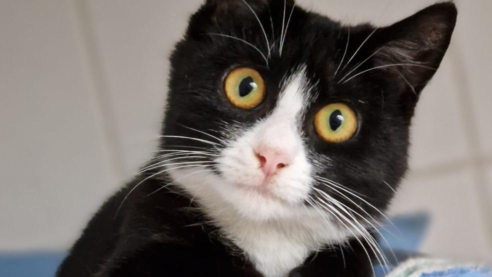 Die junge Katze »Lilo« ist keine Draufgängerin. © Tierschutz Rheiderland