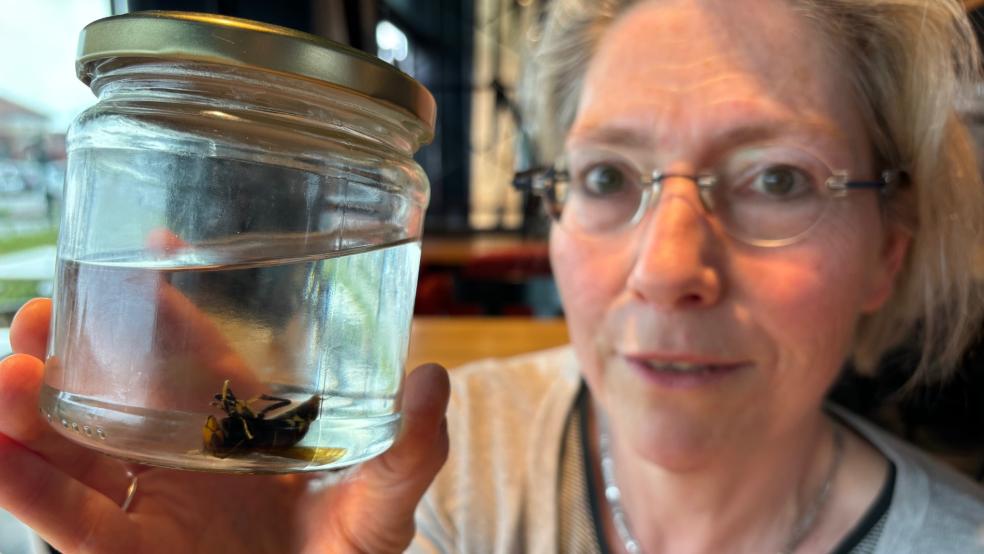 Marlies Laprell, Hautflüglerberaterin des Landkreises Leer, zeigt die in Alkohol konservierte Asiatische Hornisse. © Janßen