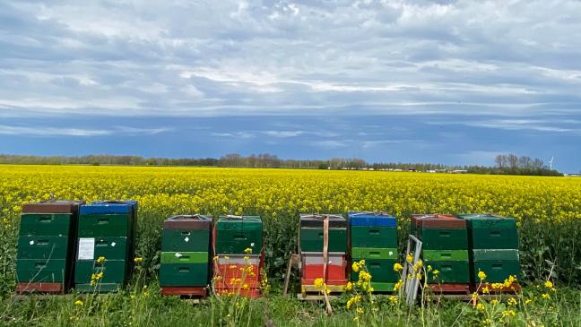 Rund 1800 Bienen gestohlen