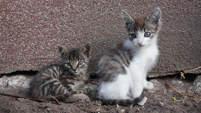 Vier Katzenbabys offenbar ausgesetzt