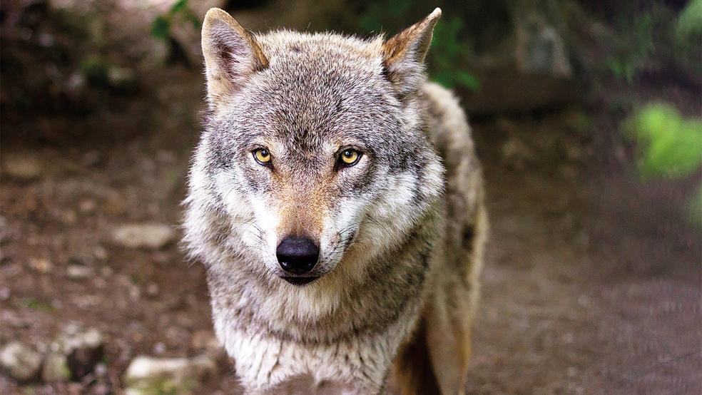 Der Wolf ist auch im Rheiderland immer häufiger zu sehen. Drei Wolfsrisse gab es alleine im Mai.  © Foto: Pixabay