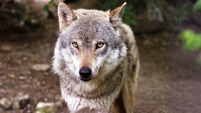 Wolf: Appell für Regulierung