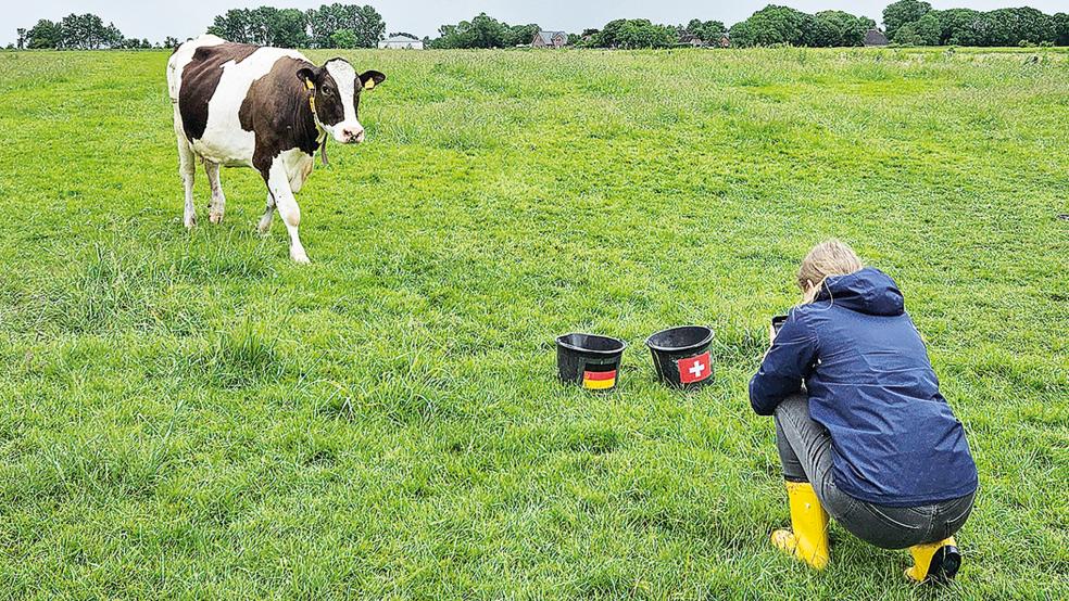 »Kuhrakel« Theda bei ihrer Tippabgabe für das Spiel zwischen Deutschland und der Schweiz.  © Foto: Ostfriesland Tourismus