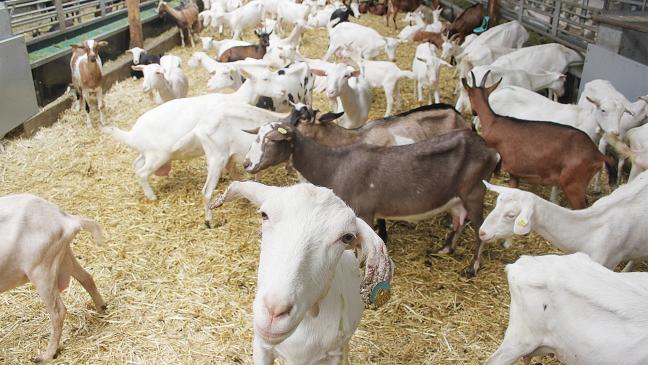 Auszeichnung dank Milch aus Weener