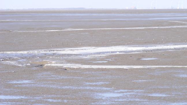 Wattwandern an der Bohrinsel