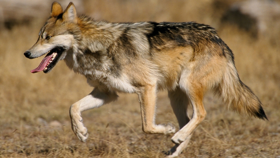 Durch das aktuelle Rissgeschehen in der Gemeinde Jemgum konnte laut dem Umweltministerium in Hannover ein Wolf identifiziert werden. © Pixabay (Symbolfoto)