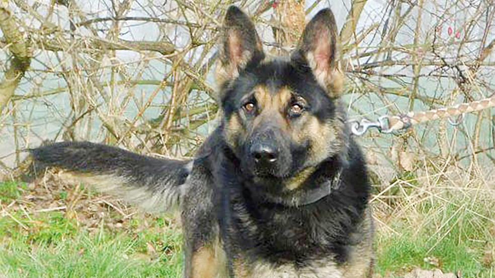 Schäferhündin »Bonnie« sucht ein neues Zuhause, sie lebt derzeit im Hundehaus des Tierheims.  © Foto: Tierschutz