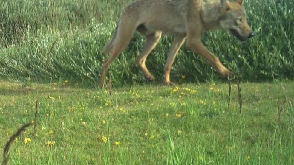Der Wolf war erstmals am 21. Juni auf Aufnahmen von Wildtierkameras auf der Insel Norderney identifiziert worden. © Nationalparkverwaltung