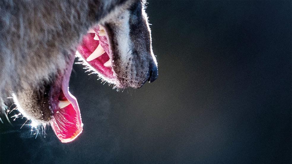 Ein Wolf hat in dieser Woche zwei Schafe in Jemgum gerissen. Das hat sich bei einer Begutachtung der beiden Tiere, die an den Bissverletzungen gestorben sind, amtlich bestätigt. Zudem ist seither ein Lamm einer Herde verschwunden.  © Foto: Heinl (dpa)