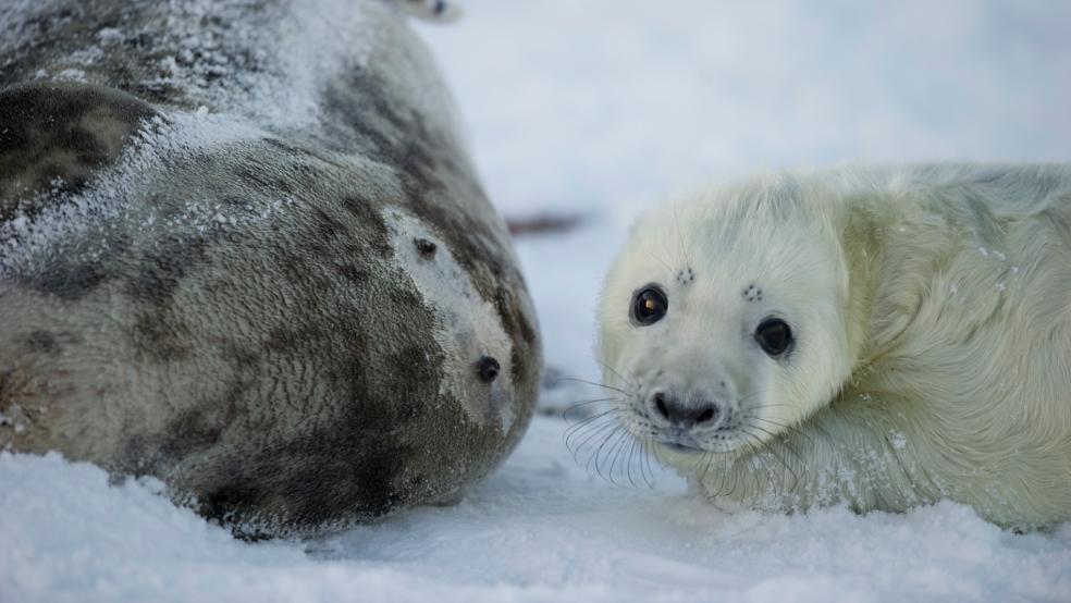 Eine Kegelrobbe im Winter auf der Insel Helgoland. © Casper Tybjerg ( TTF, Fisheries and Maritime Museum)