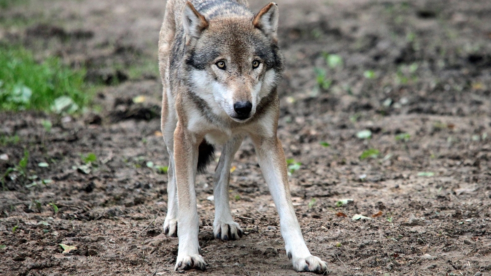 In ihrer Begründung für die Abschussgenehmigung verwies die Kreisbehörde in Aurich auf Risse von Schafen und Lämmern am 16. Juni, 20. Juni sowie 30. Juni in einem Deichabschnitt, die gutachterlich auf einen Wolf zurückzuführen seien. © Pixabay (Symbolfoto)