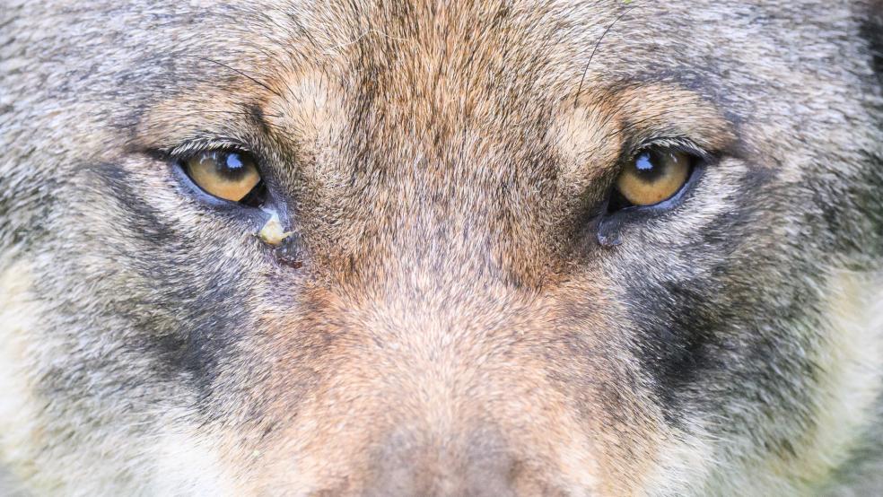 Der vom Landkreis Aurich zum Abschuss freigegebene Wolf (hier ein Symbolfoto aus einem Wildtiergehege) bekommt vorerst eine Schonfrist. © Stratenschulte (dpa/Symbolfoto)