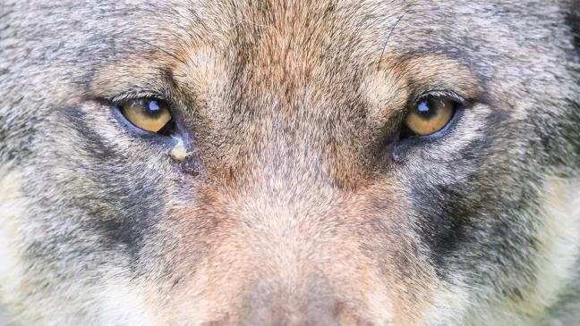 Wolf darf vorerst nicht erschossen werden