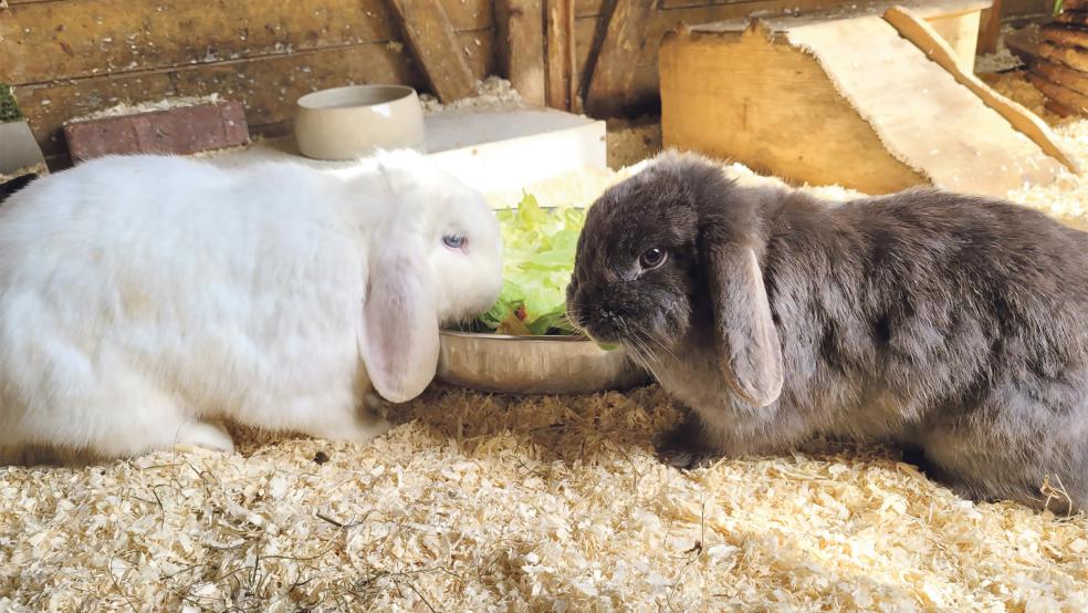 »Paul«, er sitzt links, und »Paula« sollen nur gemeinsam aus dem Tierheim in Stapelmoor ausziehen.  © Foto: Tierschutz