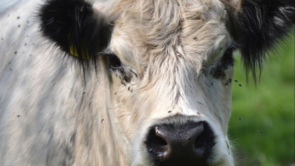 Von mehreren Galloway-Rindern bedroht fühlte sich eine 65-jährige Frau, die bei einem Spaziergang auf der Insel Borkum die Weide der Tiere betreten hatte. © Symbolfoto: Pixabay