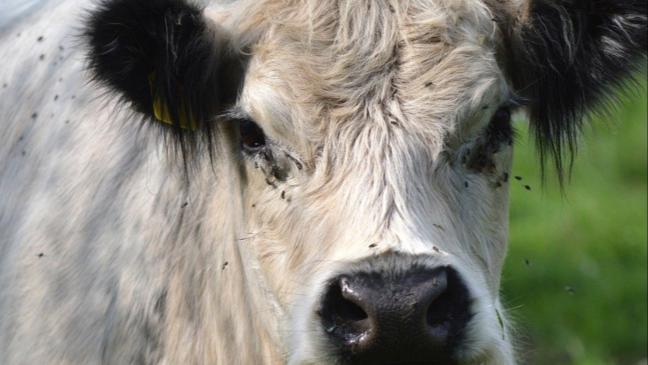 Frau klettert auf Flucht vor Rindern auf Baum