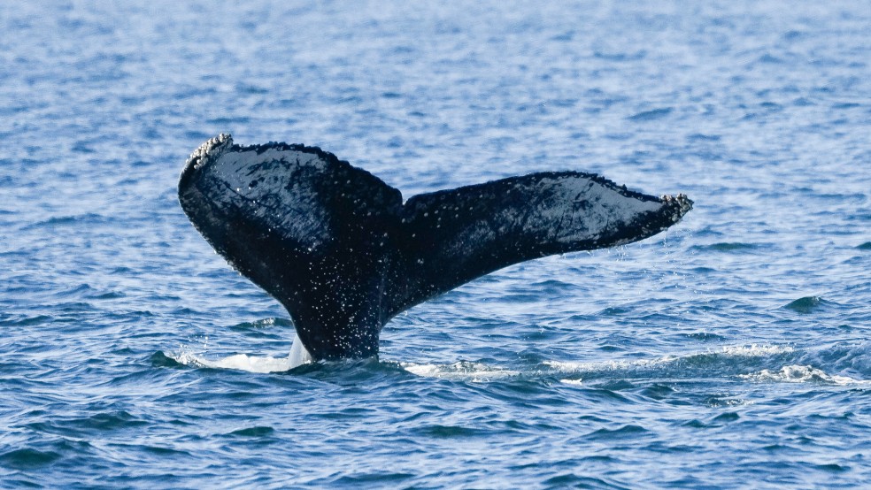 Die Schwanzflosse eine Buckelwals ragt aus dem Wasser vor der Küste von Niteroi im Bundesstaat Rio de Janeiro in Brasilien. In der südlichen Nordsee sind die Tiere eine Seltenheit. © Izquierdo (dpa)