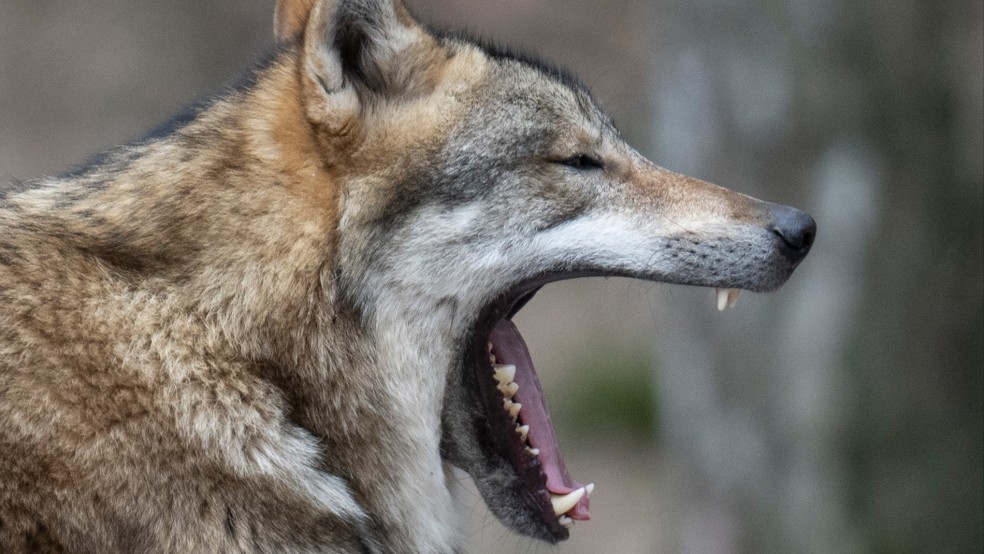 Die Kammer des Verwaltungsgerichts Oldenburg folgte einem Eilantrag der Gesellschaft zum Schutz der Wölfe (das Foto entstand in einem Gehege in einem Tierpark). © Roessler (dpa/Symbolfoto)