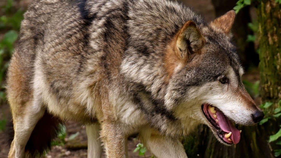 Anlass des juristischen Streits sind Vorfälle am Hauptdeich in Dornum im Juni. Dort waren vier Deichschafe durch einen Wolf getötet und vier weitere Schafe verletzt worden. © Pixabay (Symbolfoto)