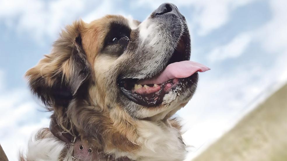 Hundedame »Amy« ist kuschelbedürftig und läuft gut an der Leine.  © Foto: Tierschutz