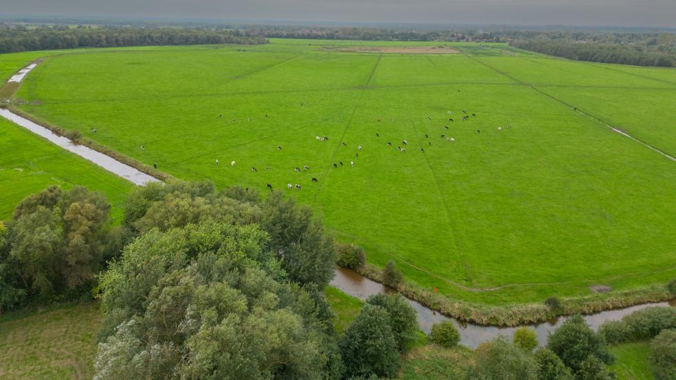 Das nasse Grünland in dem Naturschutzgebiet wird in der Regel jährlich gemäht, um einer Verbuschung vorzubeugen. © Bruins