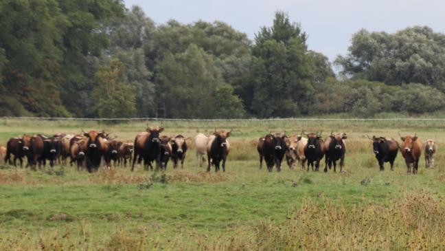 Nabu-Projekte: Rechtsstreit dauert an
