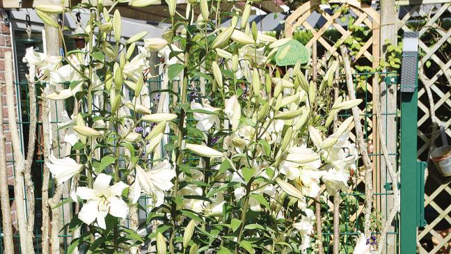 Lilienpracht in Weener