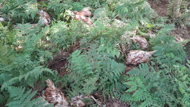 Tote Hühner illegal entsorgt