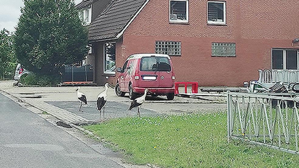  © Foto: Himstedt