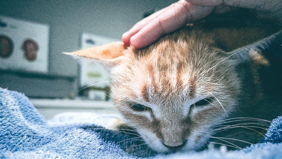 Der Halter der Katzen muss sich darum kümmern, seine mehr als 60 Tiere kastrieren zu lassen, damit diese sich nicht weiter unkontrolliert vermehren können.  © Symbolfoto: Freepic