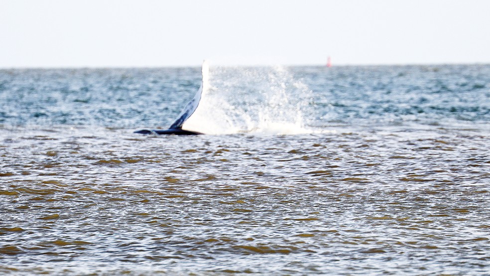 Ein in der deutschen Nordsee selten vorkommender Buckelwal tauchte vor der Insel Norderney auf.  © Foto: dpa/Bartels