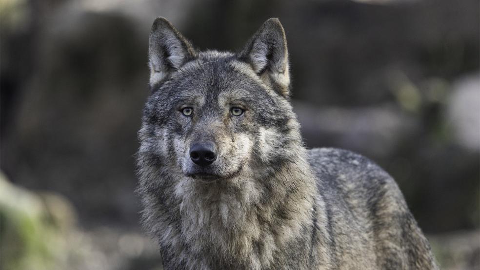 Am Deich von Dornum hat ein Wolf mindestens vier Schafe gerissen.  © Foto: Pixabay