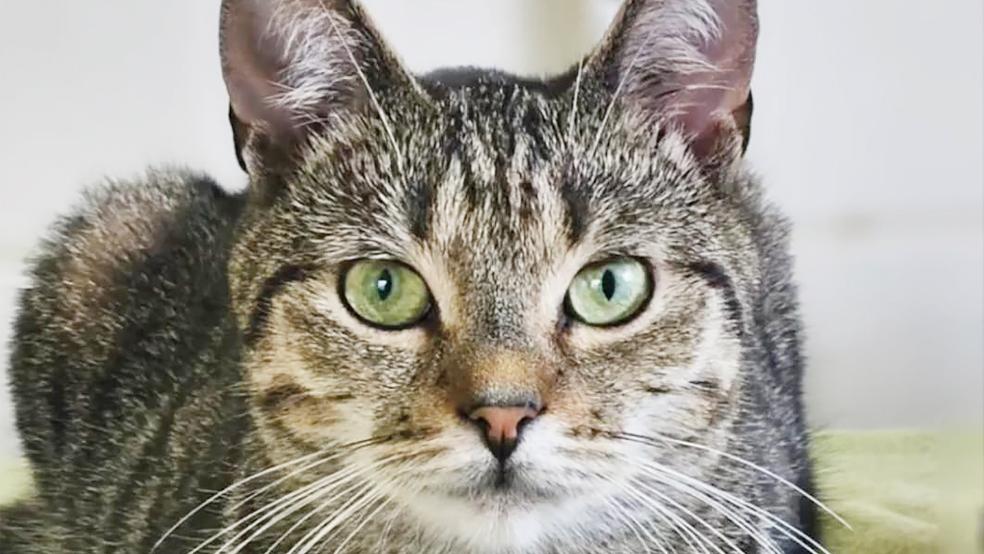 Kater »Louie« würde gerne aus dem Tierheim in Stapelmoor zu einer Familie umziehen.  © Foto: Tierschutz