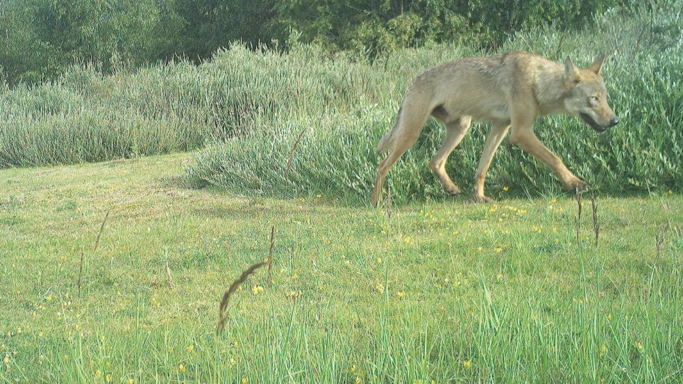 Das Raubtier: Dieser Wolf war erstmals am 21. Juni auf Aufnahmen von Wildtierkameras auf der Insel Norderney identifiziert worden.  © Foto: Nationalparkverwaltung