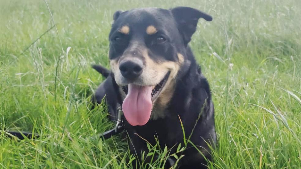 »Cooper« sucht ein neues Zuhause.  © Foto: Tierschutz
