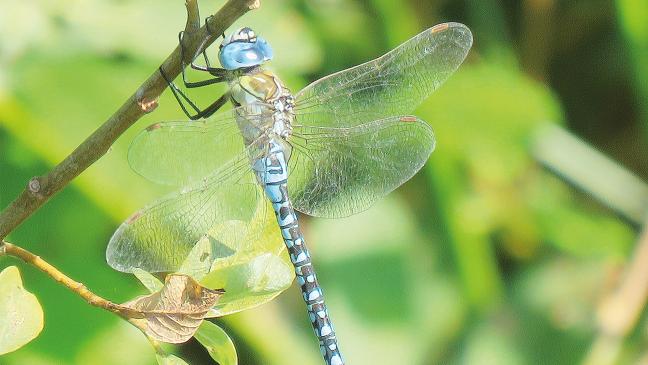 Südliche Mosaikjungfer erstmals gesichtet