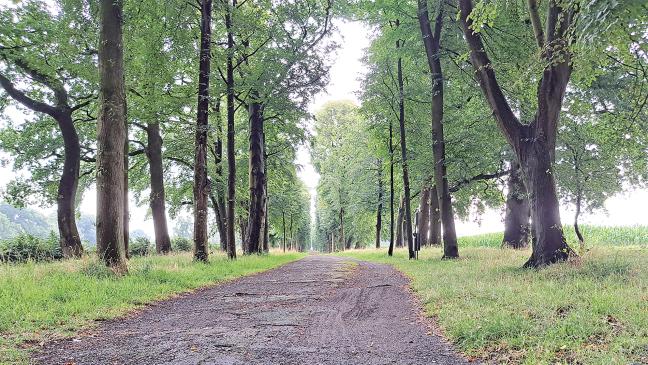 Historische Allee wird barrierefrei